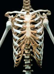 [教育培训]中山大学：人体解剖学